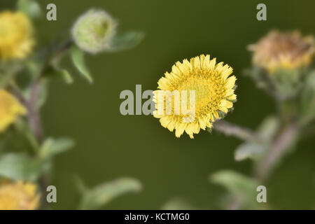 Piccolo - fleabane pulicaria vulgaris Foto Stock