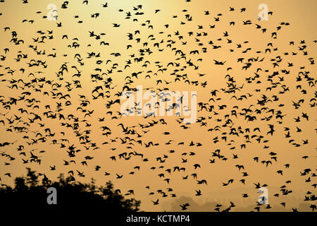 Nodo - calidris canutus - autunno gregge in volo su snettisham, norfolk Foto Stock