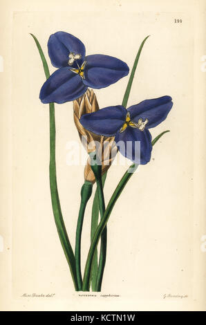 Nativo di iris, Patersonia occidentalis (Sapphire patersonia, Patersonia sapphirina). Handcolored incisione su rame di G. Barclay dopo Miss Sarah Drake da John Lindley e Robert dolce ornamentali del Giardino di fiori e di arbusti, G. Willis, Londra, 1854. Foto Stock