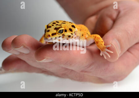 Un Leopard Gecko (Eublepharis macularius) essendo trattenuto in uno studio con uno sfondo bianco. Foto Stock