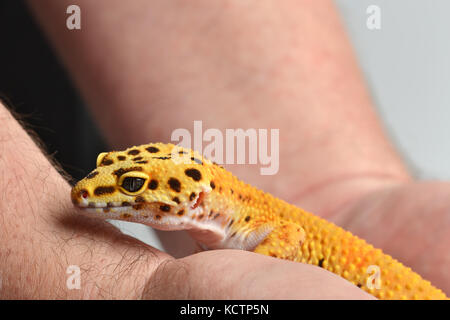 Un Leopard Gecko (Eublepharis macularius) essendo trattenuto in uno studio con uno sfondo bianco. Foto Stock