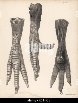 Lato anteriore e posteriore della gamba di un dodo nel British Museum. Illustrazione disegnata e litografato da Joseph Dinkel da Hugh Edwin Strickland e Alexander Gordon Melville è il Dodo e il suo parentado, Londra, Reeve, Benham e Reeve, 1848. Foto Stock