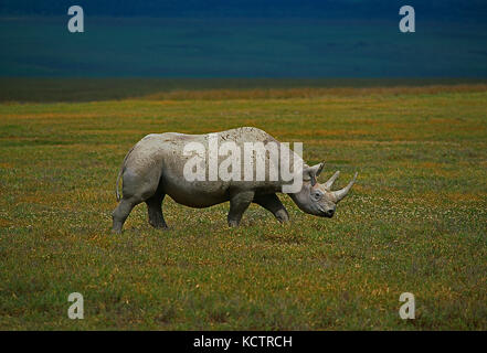 L'Africa. Tanzania. La fauna selvatica. Rinoceronte nero. Foto Stock