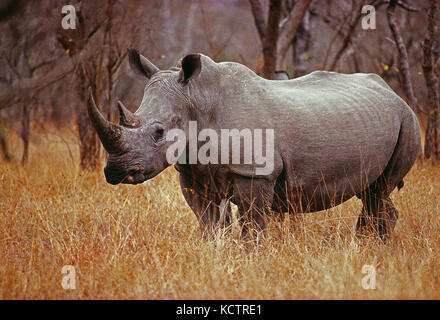 Sud Africa. Parco Nazionale di Kruger. La fauna selvatica. Rinoceronte bianco. Foto Stock