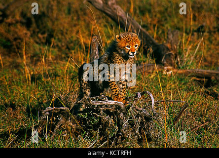 L'Africa. Kenya. Il Masai Mara riserva nazionale. Flora e fauna.Cheetah cub. Foto Stock