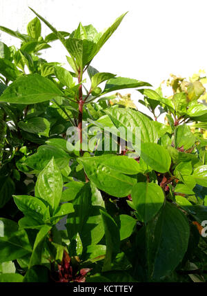 Basilico gigante su giardino Foto Stock