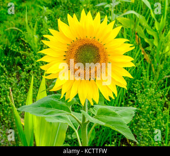 Primo piano di un singolo fiore di girasole in estate in un campo, East Sussex, Inghilterra Regno Unito Foto Stock