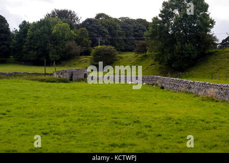 Pecore da un muro di pietra e dissused edificio nel North Yorkshire Moors nel Regno Unito Foto Stock