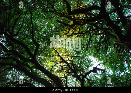 Luce del sole che filtra attraverso i rami di un albero maestoso vicino arcata, California Foto Stock