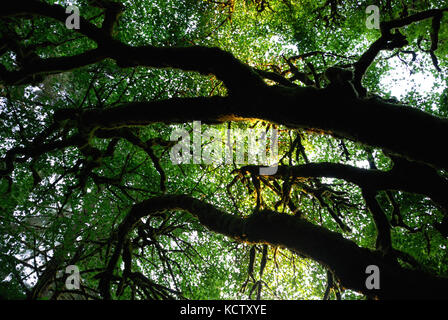 Luce del sole che filtra attraverso i rami di un albero maestoso vicino arcata, California Foto Stock