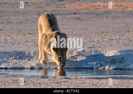 Leonessa (Panthera leo) bere a waterhole, la luce del mattino, il Parco Nazionale di Etosha, Namibia, Africa Foto Stock