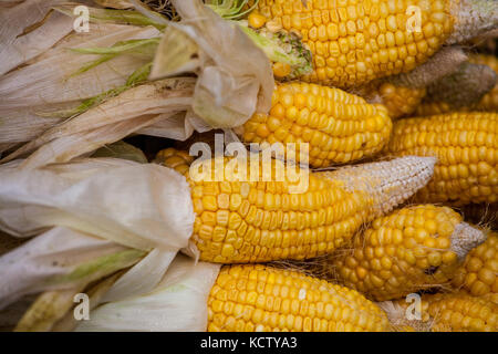 Pannocchie di mais gialle, raccolte, e raccolte, mostrando diverse spighe di mais, chicchi Zea mays Foto Stock