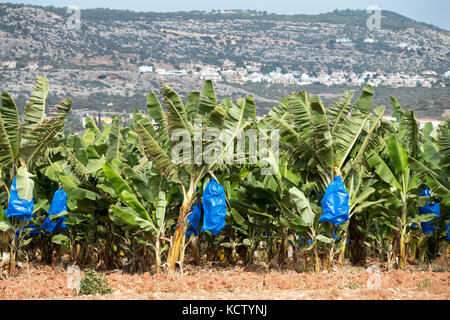 Piantagione di banane vicino a Paphos con la Repubblica di Cipro che mostra le banane coperte da blu in plastica per la protezione e la maturazione Foto Stock