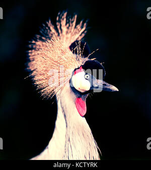 Grey Crowned Crane mit schönem kopfschmuck vor dunklem hintergrund Foto Stock