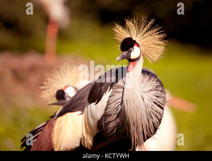 Grey Crowned Crane con una bella acconciatura Foto Stock