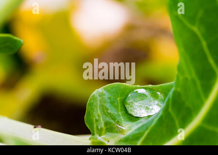 Grande goccia d'acqua sulla foglia verde. la fotografia macro con fondo liscio. Foto Stock