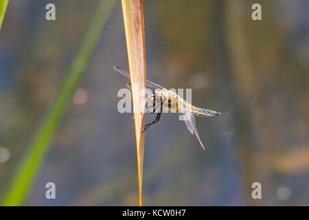 Quattro-spotted chaser (libellula quadrimaculata), noto in nord America come il quattro-spotted skimmer Foto Stock