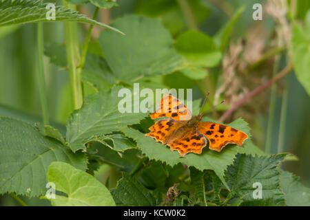 Virgola butterfly (polygonia c-album) Foto Stock