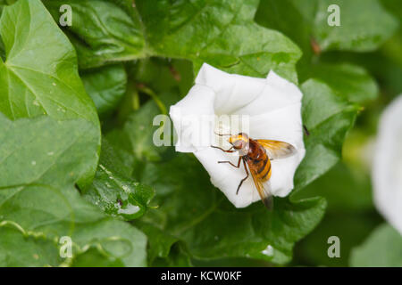Volucella zonaria, il Hornet mimare hoverfly arroccato su un fiore Foto Stock