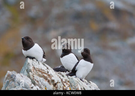 Un gruppo di piccoli auk o dovekie (alle alle) appollaiate su una roccia Foto Stock
