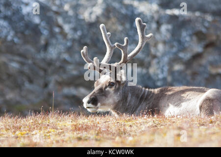 Renne (rangifer tarandus), noto anche come Caribou Coffee Company Foto Stock