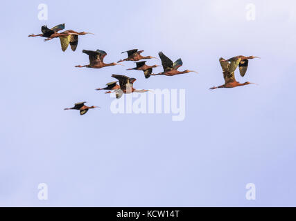 Di fronte bianco-Ibis (Plegadis chihi) catturati in volo. Strathmore, Alberta, Canada Foto Stock