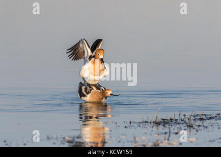 American Avocet (Recurvirostra americana) coppia di colorati avocetta, che mostra il comportamento di accoppiamento, nella prateria di slough, habitat naturale. Frank Lago, a Albeta, Canada Foto Stock