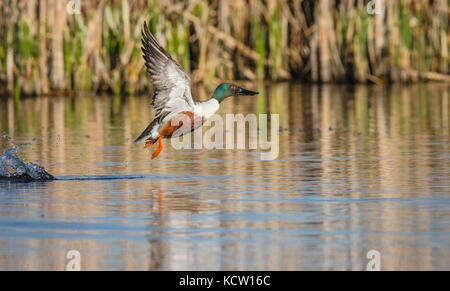 Northern mestolone maschio (Anas clypeata) colorato, maschio decollare da acque azzurre della prateria di slough, il suo habitat naturale. Alberta, Canada. Foto Stock