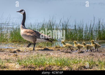 Canada Goose (Branta canadensis) grigio distintivo, in bianco e nero la colorazione dei genitori e il giallo dei giovani, nuoto in acque blu, prateria di slough. Sadlers Slough, Alberta, Canada Foto Stock