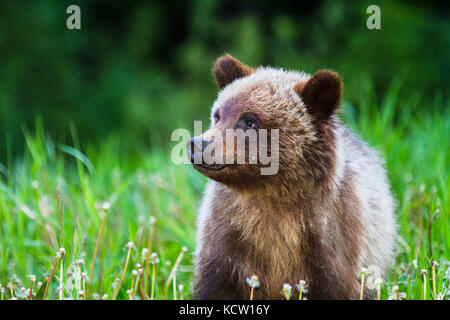 Grizzly Bear Cub (Ursus arctos horribilis) Carino Grizzly Cub alimentazione su erba e tarassaco. Kananaskis, Alberta, Canada Foto Stock