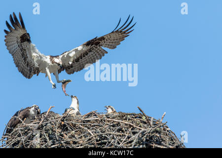 Falco pescatore (Pandion haliaetus) maschio per portare cibo a nido. Cranbrook, British Columbia, Canada. Foto Stock