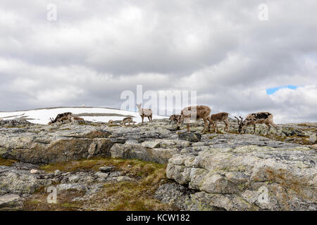 La foto viene scattata durante un'escursione fino a Kjølen (montagna). Gruppo di renne. Luglio. Kvaløya, Tromsø, Norvegia. Foto Stock