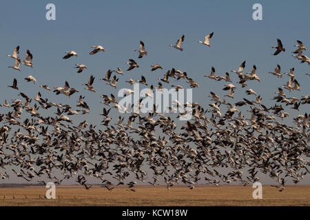 Snow Goose White & Blue fase, Chen caerulescens) riempiendo il cielo, una miscela di oche delle nevi, sia le fasi di decollo per l'alimentazione. Kindersly, Saskatchewan, Canada. Foto Stock