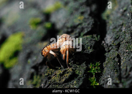 Extreme close-up di minuscoli funghi da moss coperto di corteccia di albero Foto Stock