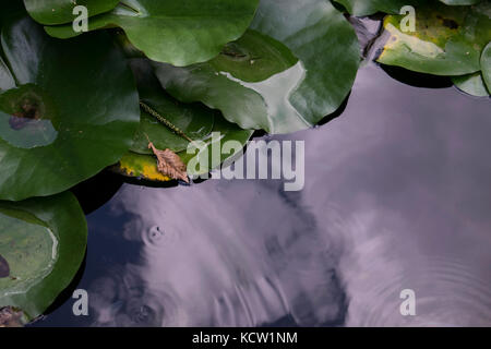 Primo piano di Lily Pads galleggianti sull'acqua dopo la pioggia estiva Foto Stock