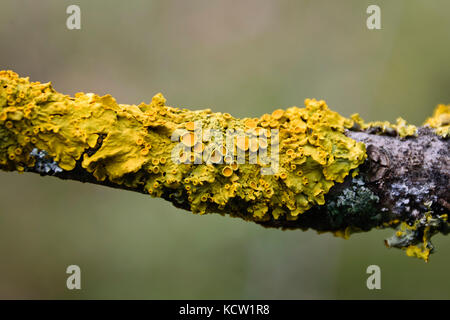 Extreme close-up di giallo xanthoria parietina lichen crescente sul ramo Foto Stock