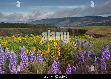 La Columbia River Gorge, Oregon, Stati Uniti d'America, balsamroot lupino e fiori di campo Foto Stock