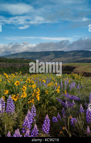 La Columbia River Gorge, Oregon, Stati Uniti d'America, balsamroot lupino e fiori di campo Foto Stock