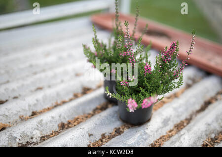 Close up di giovani rosa eriche su argento scaffalatura ondulato in nero vasi per piante in una casa verde o il Potting Shed in Inghilterra, Regno Unito Foto Stock