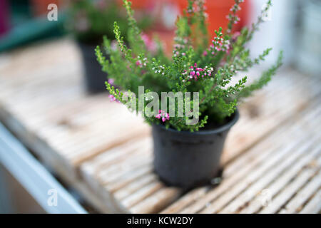 Close up di eriche in rosa preso in una casa verde o il Potting Shed in Inghilterra, Regno Unito Foto Stock