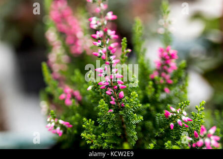 Close up di eriche in rosa preso in una casa verde o il Potting Shed in Inghilterra, Regno Unito Foto Stock