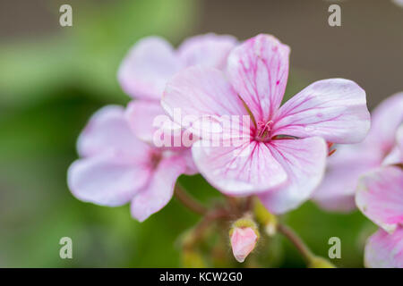 Fiore rosa di geranio, Pelargonium x hortorum L.H.Bail (Geraniaceae) Foto Stock