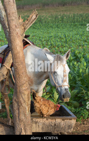 Cavalli sellati e polli al canale di irrigazione e mature le piante di tabacco, Vinales, Cuba Foto Stock