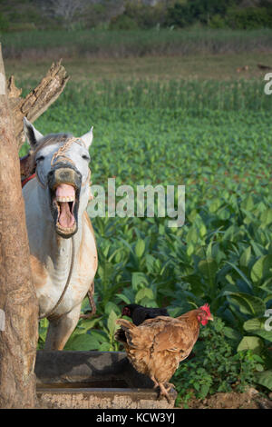 Cavalli sellati e polli al canale di irrigazione e mature le piante di tabacco, Vinales, Cuba Foto Stock