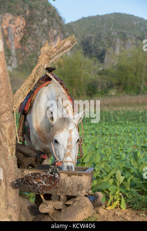 Cavalli sellati e polli al canale di irrigazione e mature le piante di tabacco, Vinales, Cuba Foto Stock