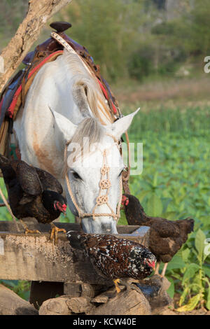 Cavalli sellati e polli al canale di irrigazione e mature le piante di tabacco, Vinales, Cuba Foto Stock