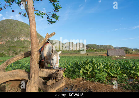 Cavalli sellati e polli al canale di irrigazione e mature le piante di tabacco, Vinales, Cuba Foto Stock