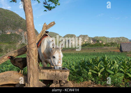 Cavalli sellati e polli al canale di irrigazione e mature le piante di tabacco, Vinales, Cuba Foto Stock