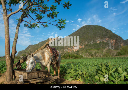 Cavalli sellati e polli al canale di irrigazione e mature le piante di tabacco, Vinales, Cuba Foto Stock