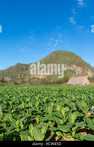 Mature le piante di tabacco, Vinales, Cuba Foto Stock